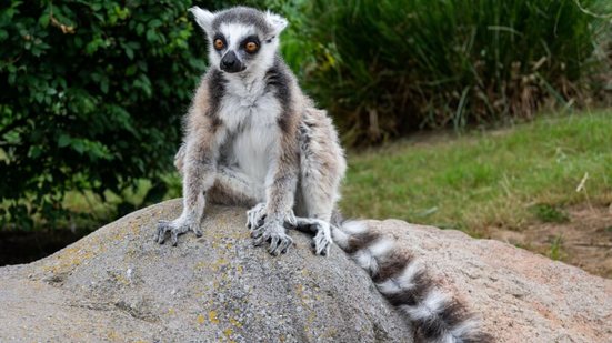 Cada espécie de lêmure possui características físicas e hábitos específicos (Imagem: Marco Bongera | Shutterstock)