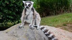 Cada espécie de lêmure possui características físicas e hábitos específicos (Imagem: Marco Bongera | Shutterstock)