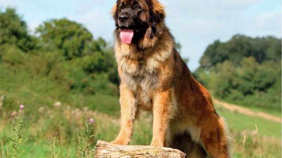 O leonberger é um cachorro confiante, obediente, equilibrado e especialmente amigável com crianças (Imagem: Ricantimages | Shutterstock)