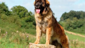 O leonberger é um cachorro confiante, obediente, equilibrado e especialmente amigável com crianças (Imagem: Ricantimages | Shutterstock)