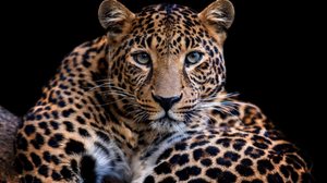 Com visão aguçada no escuro, os leopardos se destacam como caçadores noturnos (Imagem: Volodymyr Burdiak | Shutterstock)