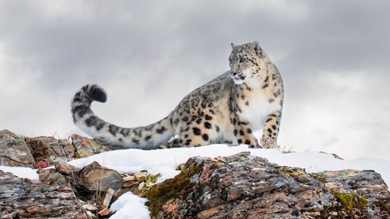 Discreto e silencioso, o leopardo-das-neves é raramente é visto na natureza (Imagem: Jim Cumming | Shutterstock)