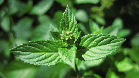 O levanta é amplamente cultivado por seu aroma característico, sabor refrescante e propriedades medicinais (Imagem: Karl R | Shutterstock)