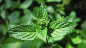 O levanta é amplamente cultivado por seu aroma característico, sabor refrescante e propriedades medicinais (Imagem: Karl R | Shutterstock)