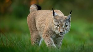 Os linces são facilmente reconhecidos pelos tufos de pelos escuros nas pontas das orelhas (Imagem: Piotr Krzeslak | Shutterstock)
