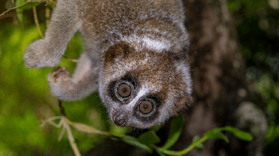 O lóris-lento-pigmeu é um animal extremamente adaptado ao ambiente em que vive (Imagem: Abdulroheem Lungleengo | Shutterstock)