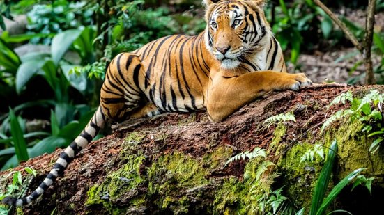 Os tigres são verdadeiros símbolos de força, beleza e mistério (Imagem: Danny Ye | Shutterstock)