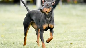 O manchester terrier é uma raça britânica conhecida por seu porte compacto e aparência marcante (Imagem: Francine parent | Shutterstock)