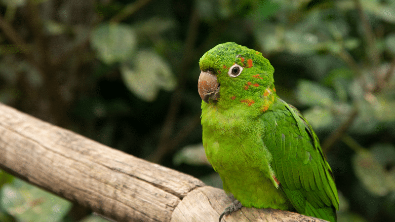 Maritacas: confira curiosidades sobre essas aves barulhentas, inteligentes e sociáveis
