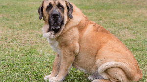 O mastim espanhol tem vocação para cão de guarda e dedicado à família (Imagem: Tikhomirov Sergey | Shutterstock)