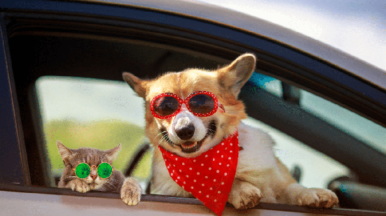 Cachorros e gatos também precisam de atenção especial durante as férias (Imagem: Bachkova Natalia | Shutterstock)