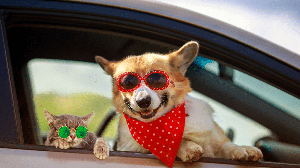 Cachorros e gatos também precisam de atenção especial durante as férias (Imagem: Bachkova Natalia | Shutterstock)