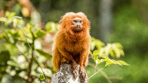 O mico-leão-dourado é símbolo da luta pela preservação da Mata Atlântica e da biodiversidade brasileira (Imagem: Marcelorpc | Shutterstock)