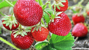 O morango é uma fruta versátil, nutritiva e benéfica para a saúde (Imagem: yuris | Shutterstock)