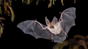 Os morcegos têm um papel importante no meio ambiente (Imagem: Rudmer Zwerver | Shutterstock)