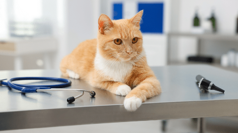 Muito além das bolas de pelo: o que você precisa saber sobre diarreia e vômitos crônicos em gatos