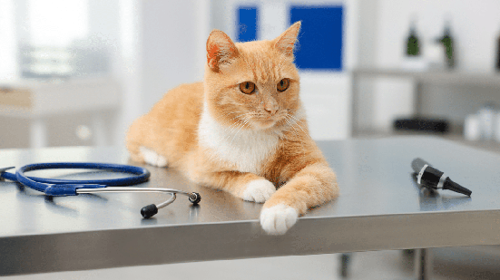 Sinais digestivos persistentes indicam que o gato precisa de avaliação veterinária (Imagem: New Africa | Shutterstock)