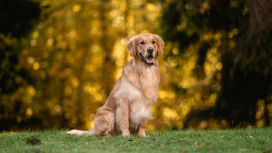 Embora seja o mais popular no Brasil, o vira-lata não é o único cachorro que apresenta a pelagem caramelo (Imagem: Nikaletto | Shutterstock)