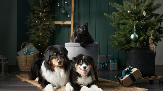 Alguns cuidados ajudam a tornar a decoração de Natal segura para os pets (Imagem: Anna Averianova | Shutterstock)