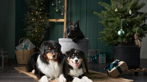 Alguns cuidados ajudam a tornar a decoração de Natal segura para os pets (Imagem: Anna Averianova | Shutterstock)