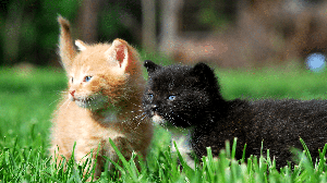 Nomes combinados são uma opção divertida para duplas de gatos (Imagem: krys.pl | Shutterstock)
