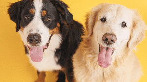 Nomes combinando e com relação entre si são uma opção criativa para dois cachorros (Imagem: Daniel Megias | Shutterstock)