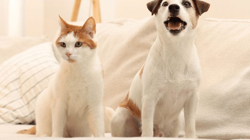 Novo pet em casa? Veja 5 erros na adaptação com o animal que já mora no lar