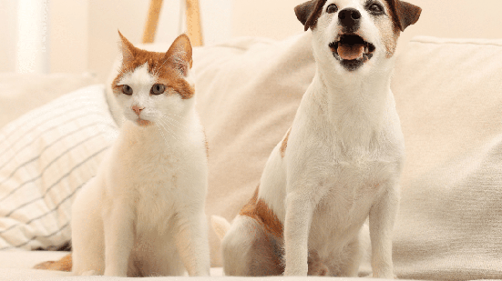 A adaptação entre pets exige tempo para que os animais se conheçam, mesmo que pareçam sociáveis (Imagem: New Africa | Shutterstock)