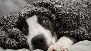 O barulho dos fogos de artifício é prejudicial para os animais (Imagem: smrm1977 | Shutterstock)