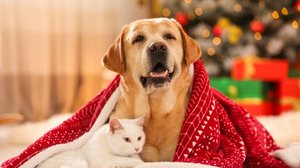 Os presentes de Natal para pets tornam a comemoração mais especial para os animais (Imagem: New Africa | Shutterstock)
