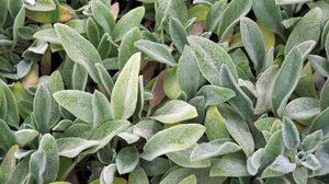 O sabor do peixinho-da-horta lembra o gosto de peixe (Imagem: ANGHI | Shutterstock)