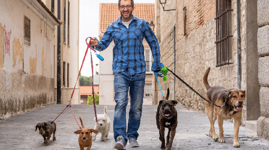 A função de dog walker exige habilidades importantes para conduzir os cães com segurança nos passeios (Imagem: SB Arts Media | Shutterstock)