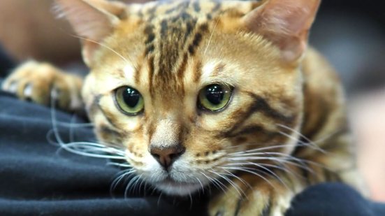 O Rei Leão: 8 nomes para gatos inspirados no filme