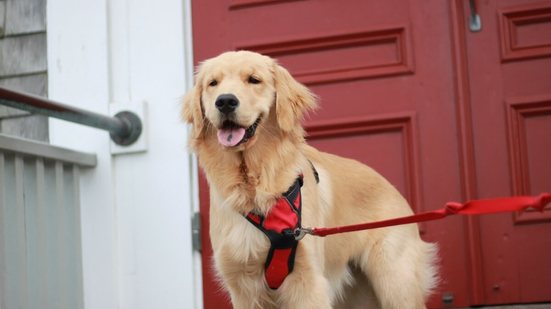 Os personagens de “Os Vingadores” inspiram nomes para cachorros cheios de personalidade (Imagem: JNSB | Shutterstock)