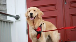 Os personagens de “Os Vingadores” inspiram nomes para cachorros cheios de personalidade (Imagem: JNSB | Shutterstock)