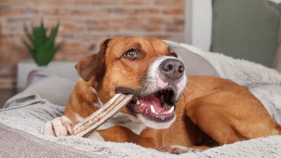 Oferecer osso ao cachorro pode parecer um simples agrado, mas pode se transformar em um problema de saúde (Imagem: sophiecat | Shutterstock)