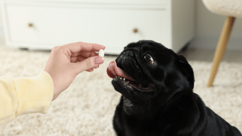 Parece inofensivo, mas pode fazer mal: 7 soluções caseiras perigosas para cães e gatos