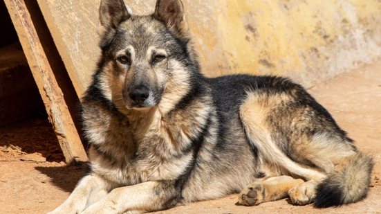 Conhecido como “policialzinho”, o cão pastor da Mantiqueira domina o pastoreio mesmo em terrenos acidentados (Imagem: fvolu | Shutterstock)