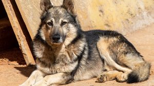 Conhecido como “policialzinho”, o cão pastor da Mantiqueira domina o pastoreio mesmo em terrenos acidentados (Imagem: fvolu | Shutterstock)