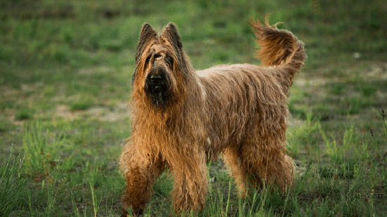 De origem francesa, o pastor de brie é um cachorro de grande porte, conhecido pela resistência física, inteligência e lealdade (Imagem: Alex Zotov | Shutterstock)