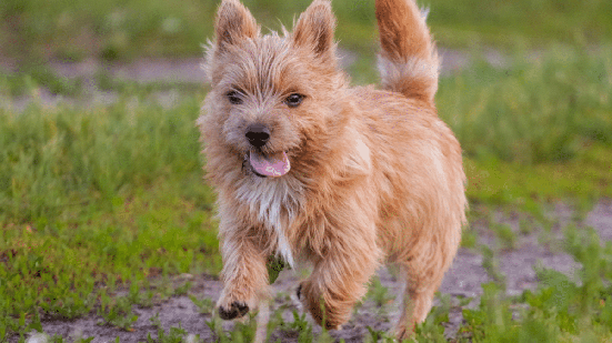 O norwich terrier tem pernas curtas, corpo compacto e é cheio de disposição (Imagem: zvery | Shutterstock)