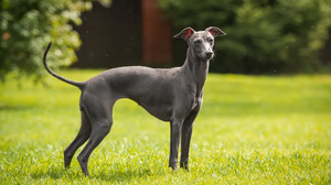 O pequeno lebrel italiano chama a atenção pelo corpo fino e de linhas elegantes (Imagem: Aleksandra Morrison Photo | Shutterstock)