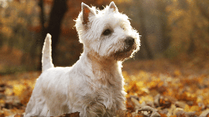 A relação dos escoceses com os cachorros atravessa séculos e está ligada principalmente à vida rural (Imagem: naten | Shutterstock)