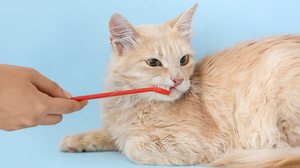 O mau hálito também pode afetar os animais de estimação (Imagem: Pixel-Shot | Shutterstock)