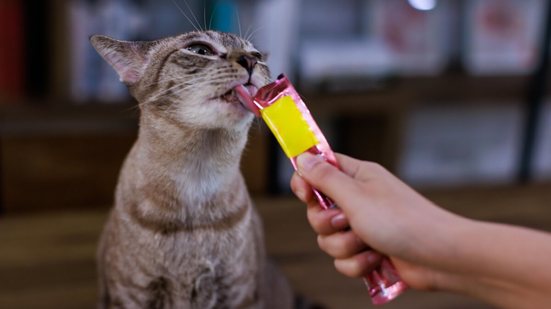 Atenção tanto na escolha quanto na forma de oferecer os petiscos é essencial para a saúde dos pets  (Imagem: Bangkok Click Studio | Shutterstock)