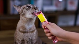 Atenção tanto na escolha quanto na forma de oferecer os petiscos é essencial para a saúde dos pets  (Imagem: Bangkok Click Studio | Shutterstock)