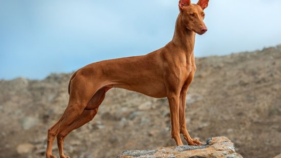Características físicas e temperamento do pharaoh hound conquistam tutores (Imagem: Hanna Dymytrova-kaihila | Shutterstock)