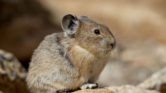 Pika: 7 curiosidades sobre esse pequeno mamífero