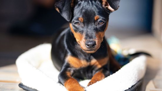 O pinscher e o chihuahua são cachorros de raças diferentes (Imagem: Mike Workman | Shutterstock)
