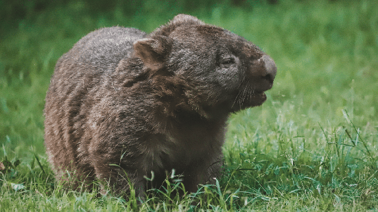 O vombate é o único representante vivo do gênero Vombatus (Imagem: Moritz Feldmann | Pexels)